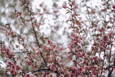 Close-up of cherry blossom