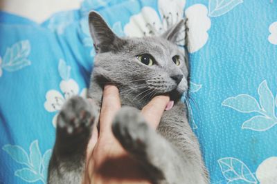 Cropped image of person inserting finger in cat mouth on bed