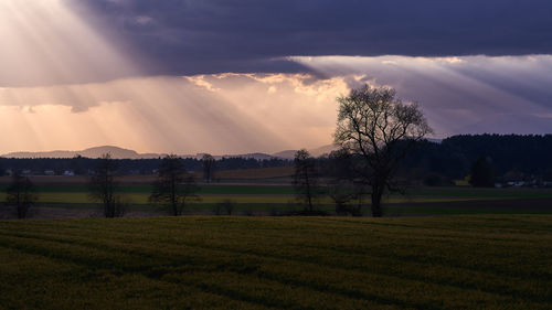 Scenic view of agricultural field against sky during sunset