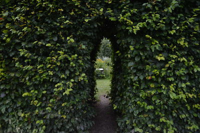 Ivy covered walkway in park