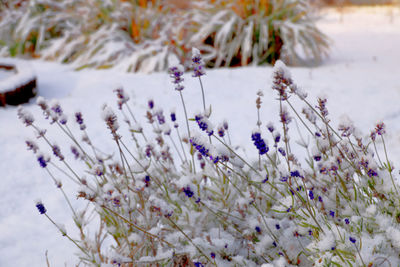 Close-up of snow covered plants on field