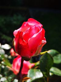 Close-up of red rose