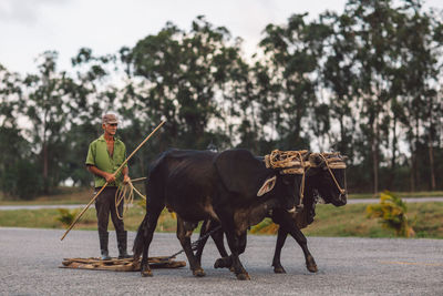 Full length of man with horse against trees