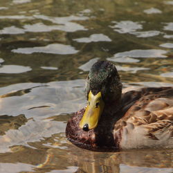 Close-up of duck in lake