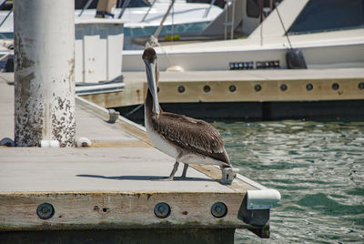 Brown pelicans