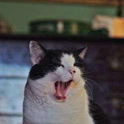 Close-up of cat yawning