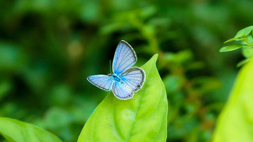 Close-up of butterfly on flower