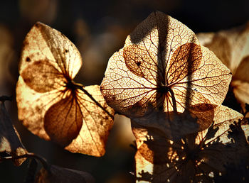 Close-up of dry leaves