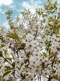 Low angle view of apple blossoms in spring