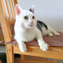 Portrait of white cat lying on seat