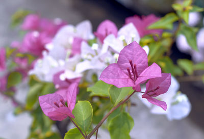 Close-up of pink flowering plant