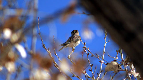 Low angle view of bird perching on tree