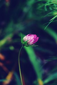 Close-up of flower blooming outdoors