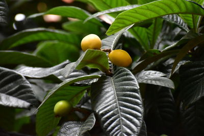 Close-up of fruits growing on tree