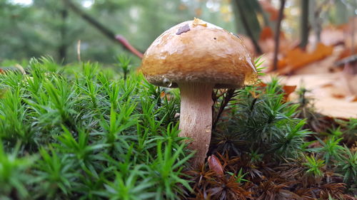 Close-up of mushroom growing on field