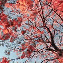 Low angle view of tree against sky during autumn
