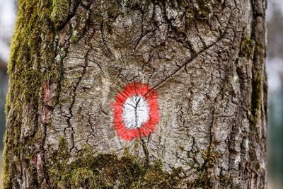 Close-up of heart shape on tree trunk in forest
