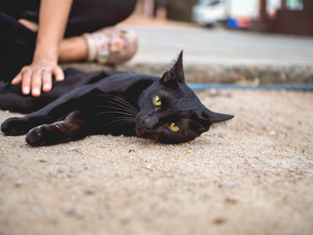 Low section of cat lying on floor