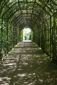 Walkway amidst trees
