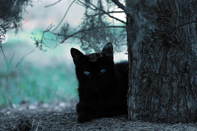 Portrait of black cat on tree trunk