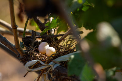 Close-up of white bird on tree