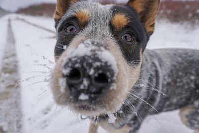 Close-up portrait of dog