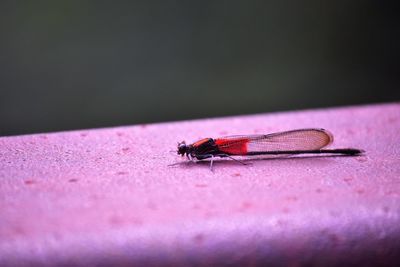 Close-up of fly on leaf