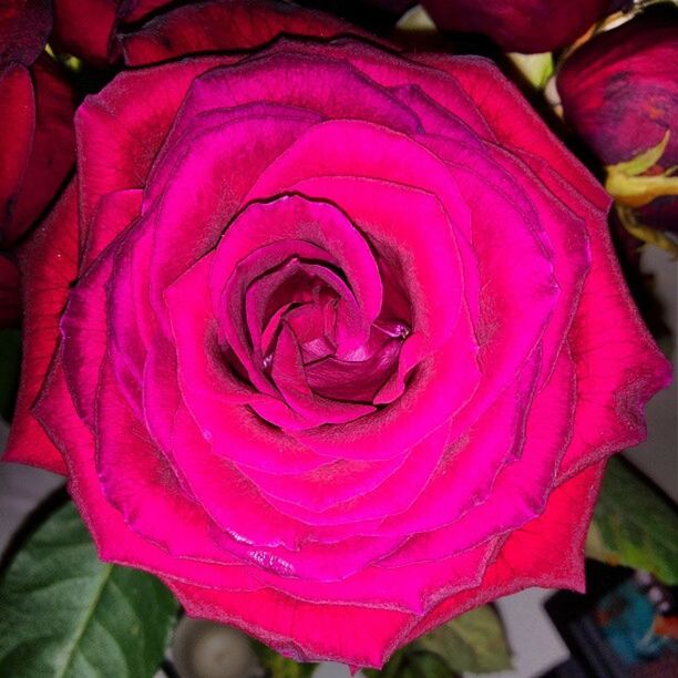 flower, petal, freshness, pink color, close-up, rose - flower, red, fragility, flower head, beauty in nature, focus on foreground, purple, rose, nature, high angle view, outdoors, day, selective focus, drop, single flower