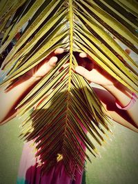 Close-up of person holding palm leaf