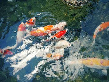 High angle view of koi carps swimming in pond