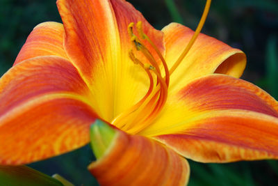 Macro shot of flower