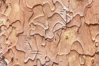 Forest pine bark close up. wood texture
