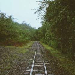 Railroad track in forest