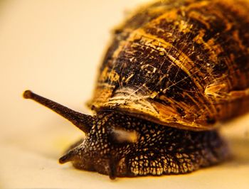 Close-up of snail