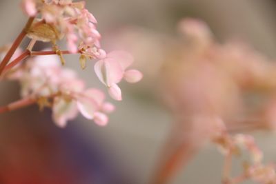 Close-up of pink flowers blooming outdoors