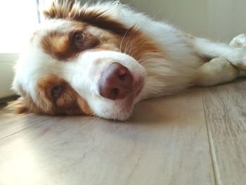 Close-up portrait of a dog resting