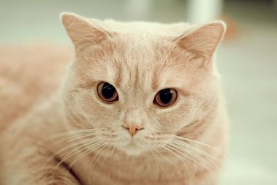 Close-up portrait of a cat