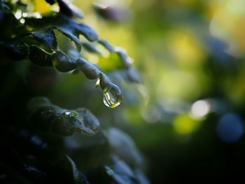 Close-up of water drop on plant