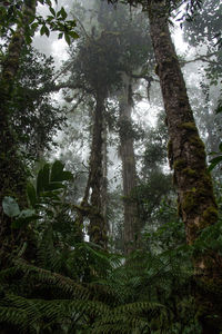 Low angle view of trees in forest