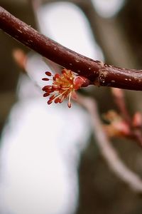 Close-up of cherry blossom on branch