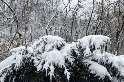Snow covered trees in forest