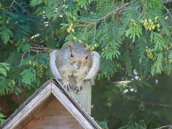 Portrait of squirrel on perched on a wooden structure 