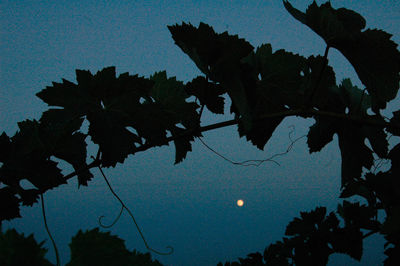 Low angle view of silhouette tree against sky at night