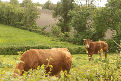 Cow grazing on field