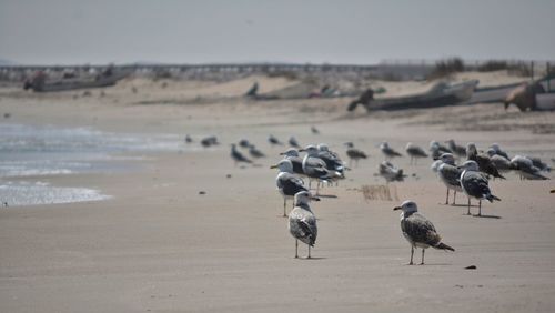 Birds on beach against sky