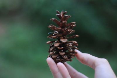 Close-up of hand holding plant