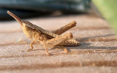 Close-up of grasshopper on wood