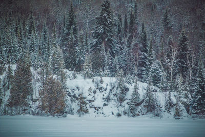 Trees on snow covered field during winter