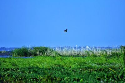Bird flying over a field