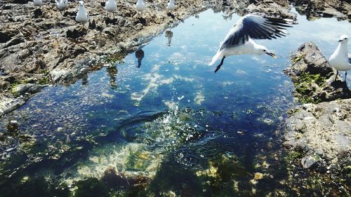 High angle view of birds swimming in sea against sky